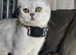 Chloe - Scottish Straight Cat For Sale - Clifton, NJ, US