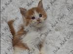 Willow's Littles - Maine Coon Kitten For Sale - Ellenton, FL, US