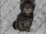 Zelda littles - Maine Coon Kitten For Sale - Ellenton, FL, US