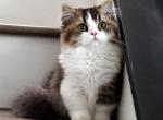 British Munchkin Longhair Girl - Munchkin Kitten For Sale - 