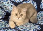 Golden - British Shorthair Kitten For Sale - Johns Creek, GA, US