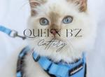 Cinnamon Mink Ragdoll Male - Ragdoll Kitten For Sale - Wellsville, OH, US