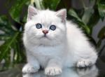 Blue Point Blue Eyes - British Shorthair Kitten For Sale - 