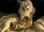 5 Longtail Highlander Kittens - Highlander Kitten For Sale - 