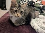 Sauer - Domestic Cat For Adoption - Tolleson, AZ, US