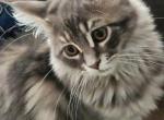 Alice - Maine Coon Kitten For Sale - 