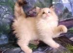 Elody - Ragdoll Kitten For Sale - 