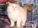 Clara Seal Tortie Point Ragdoll Girl - Ragdoll Kitten For Sale - 