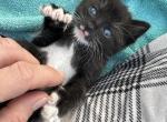 Salem - American Shorthair Kitten For Sale - Hawthorne, NJ, US