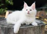 Pearl Maine Coon Female - Maine Coon Kitten For Sale - Wood Dale, IL, US