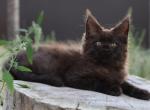 Elena Maine Coon Female - Maine Coon Kitten For Sale - Wood Dale, IL, US