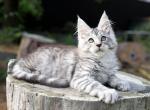 Like Maine Coon Male - Maine Coon Kitten For Sale - 