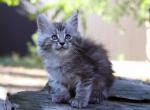 Rixos Maine Coon Poly Male - Maine Coon Kitten For Sale - 