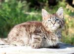 Katerina Maine Coon female - Maine Coon Kitten For Sale - Wood Dale, IL, US