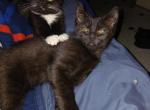 3 male longhaired black kittens - Domestic Kitten For Sale - Lawrence, MA, US