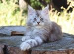 Pixie Bob Maine Coon Male - Maine Coon Kitten For Sale - 