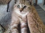 Lynx point balinese kittens - Balinese Kitten For Sale - Genoa City, WI, US