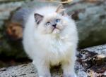 Bazz Ragdoll Male - Ragdoll Kitten For Sale - Wood Dale, IL, US