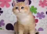 Raffaelka British Female - British Shorthair Kitten For Sale - Wood Dale, IL, US