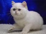 Kira British Female - British Shorthair Kitten For Sale - Wood Dale, IL, US