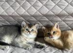 Sky's litter - Scottish Fold Kitten For Sale - The Bronx, NY, US