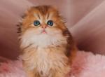 Multik Scottish fold Highland Male - Scottish Fold Kitten For Sale - Wood Dale, IL, US