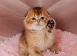 Milan Scottish Fold Male - Scottish Fold Kitten For Sale - Wood Dale, IL, US