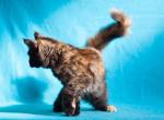 Easy Love - Maine Coon Kitten For Sale - 