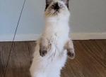 Lulu - Ragdoll Kitten For Sale - Phoenix, AZ, US