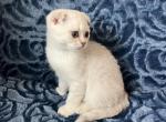 Milo - Scottish Fold Kitten For Sale - 