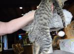 Maryland bobtail kittens 3 months old - American Bobtail Kitten For Sale - Hanover, MD, US