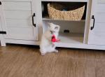 Bruce - Ragdoll Kitten For Sale - Phoenix, AZ, US