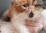 Show potential cfa calico Persian kitten - Persian Kitten For Sale - Woodburn, IN, US