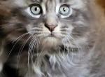 Greenjack North Carolina - Maine Coon Kitten For Sale - Apex, NC, US