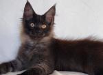 Greenjack Apex - Maine Coon Kitten For Sale - 