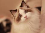 Coco - Ragdoll Cat For Sale/Service - Bristow, VA, US