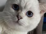 Zack - British Shorthair Kitten For Sale - IL, US