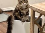 Purebred Maine Coon Kitten - Maine Coon Kitten For Sale - Tyler, TX, US