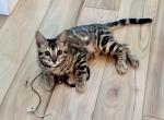 Bengal kitten female - Bengal Kitten For Sale - Portland, OR, US