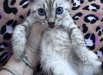 Aria's Snow Lynx - Bengal Kitten For Sale - 