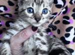 Aria's little mink - Bengal Kitten For Sale - 