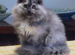 Gyda - Maine Coon Kitten For Sale - 