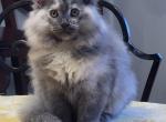 Gyda - Maine Coon Kitten For Sale - Clayton, NC, US