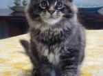 Floki - Maine Coon Kitten For Sale - 