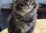 Floki - Maine Coon Kitten For Sale - Clayton, NC, US