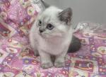 Larry - Scottish Straight Kitten For Sale - Dallas, TX, US