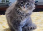 Freydis - Maine Coon Kitten For Sale - 