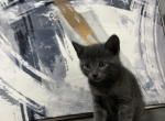 Russian blue baby kittens - Russian Blue Kitten For Sale - Dumfries, VA, US