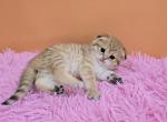 Lilu - Scottish Fold Kitten For Sale - Philadelphia, PA, US