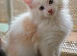 Gallent - Maine Coon Kitten For Sale - New Laguna, NM, US